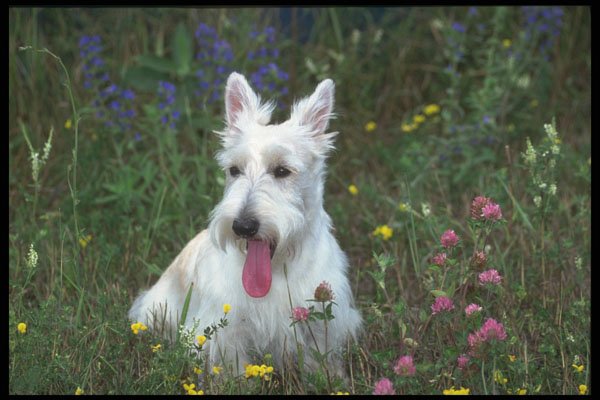 247076 Trillium, Scottish Terrier (white) A4 Photo Print
