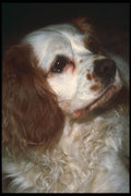 247077 Cavalier King Charles Spaniel A4 Photo Print