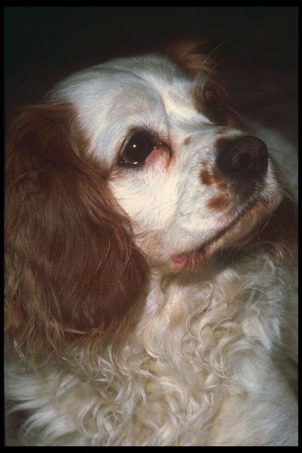 247077 Cavalier King Charles Spaniel A4 Photo Print