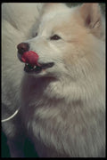 247078 Samoyed A4 Photo Print