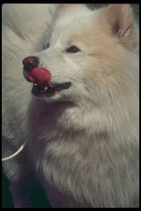 247078 Samoyed A4 Photo Print