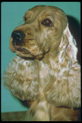 247079 Cocker Spaniel A4 Photo Print