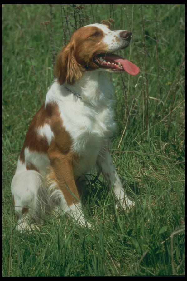 247080 Britanny Spaniel A4 Photo Print