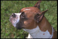 247081 Boxer A4 Photo Print