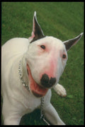 247082 Bull Terrier A4 Photo Print