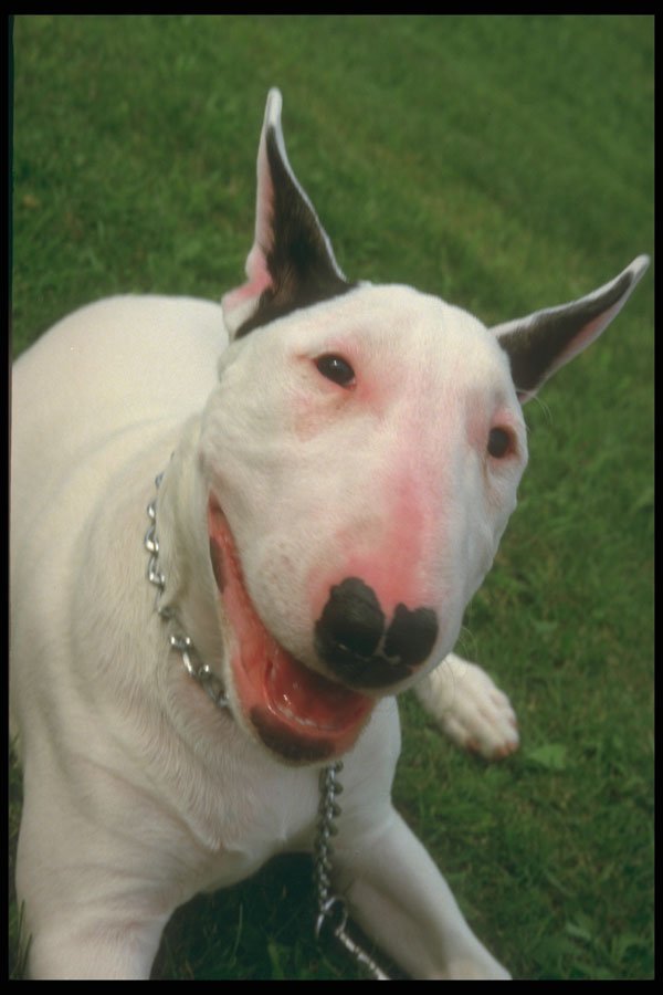 247082 Bull Terrier A4 Photo Print