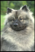 247083 Keeshond A4 Photo Print
