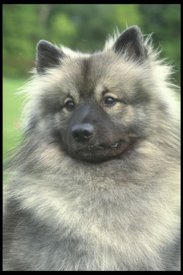 247083 Keeshond A4 Photo Print