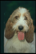 247084 Petit Basset Griffon De Vendeen A4 Photo Print