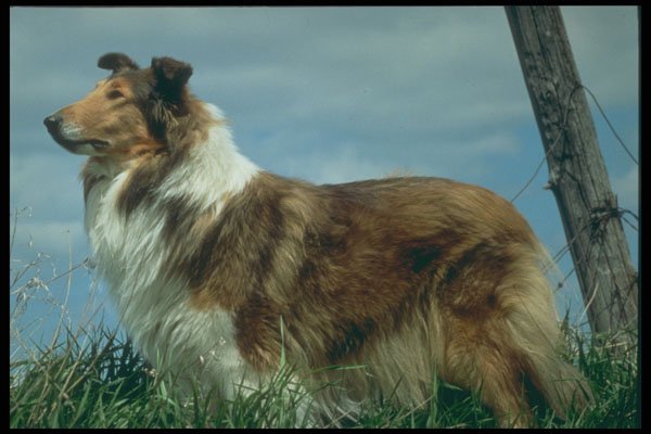247085 English Collie A4 Photo Print