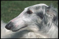 247086 Borzoi, Russian Wolfhound A4 Photo Print