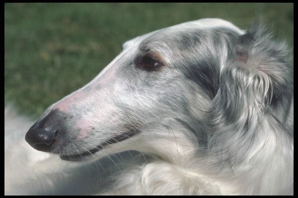 247086 Borzoi, Russian Wolfhound A4 Photo Print