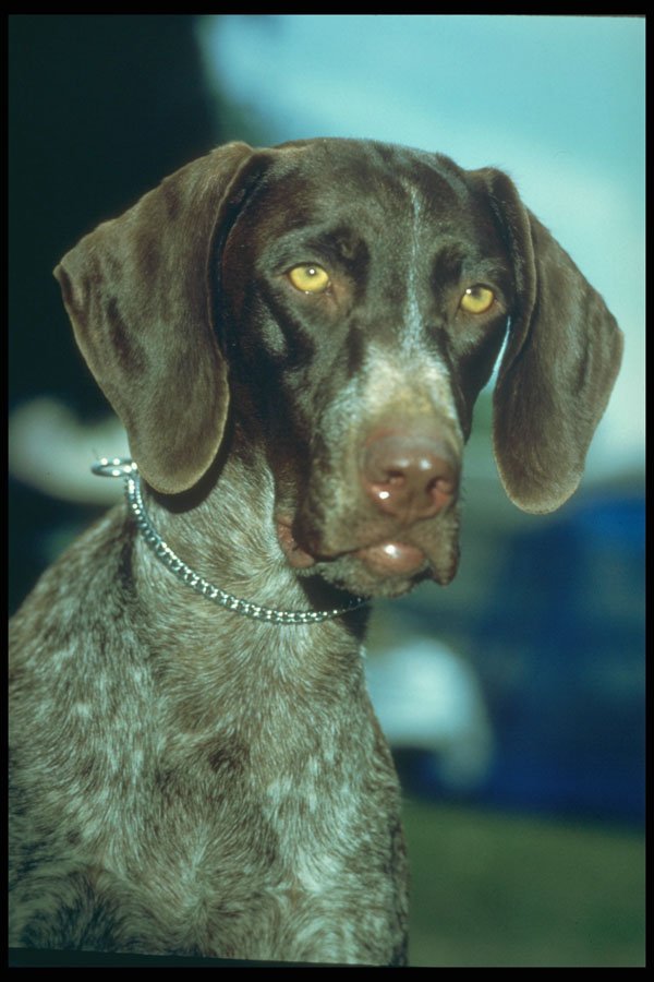 247087 German Short haired Pointer A4 Photo Print