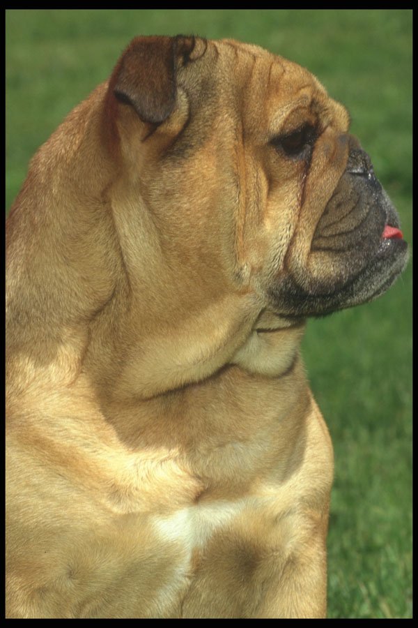 247088 English Bulldog A4 Photo Print
