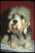 247090 Dandie Dinmont A4 Photo Print