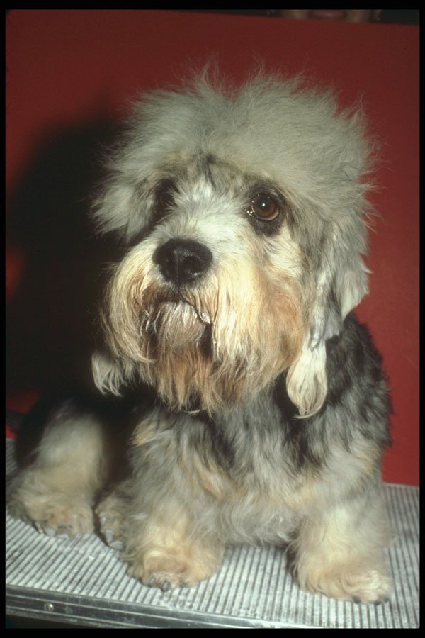 247090 Dandie Dinmont A4 Photo Print