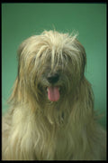 247091 Tibetan Terrier A4 Photo Print