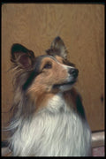 247092 Shetland Sheepdog A4 Photo Print
