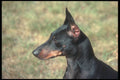 247093 Manchester Terrier A4 Photo Print