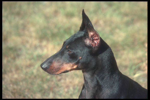 247093 Manchester Terrier A4 Photo Print