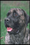247094 Mastiff, Yarraville's Crown Jewel A4 Photo Print
