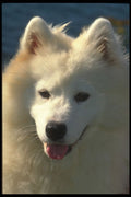 247095 Samoyed A4 Photo Print