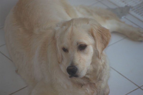 247096 Golden Retriever A4 Photo Print