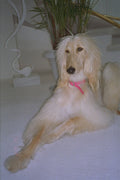 247097 Afghan A4 Photo Print