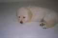 247098 Golden Retriever Pup A4 Photo Print
