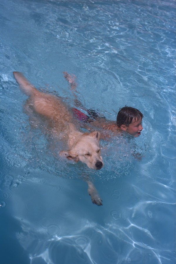 247099 Golden Retriever A4 Photo Print