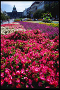 248067 Flowers, Wencelas Square A4 Photo Print
