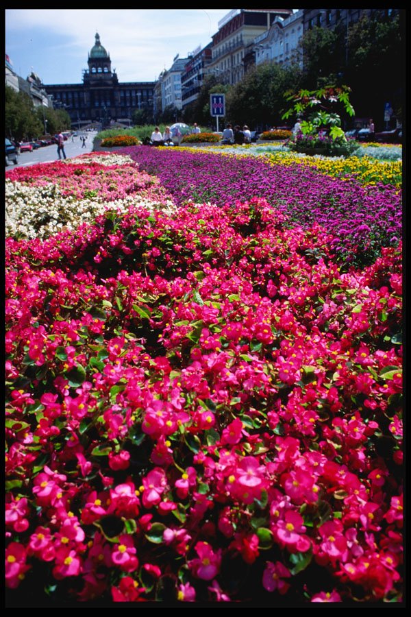 248067 Flowers, Wencelas Square A4 Photo Print