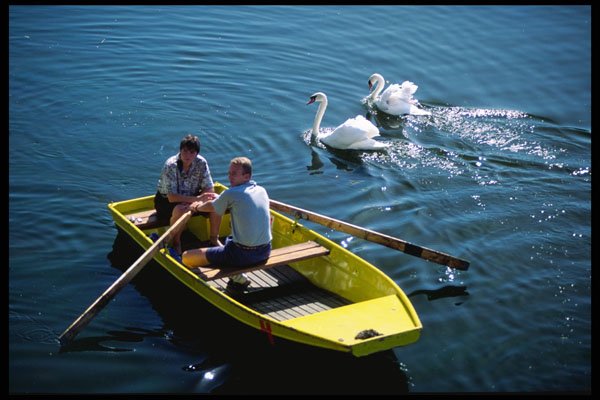 248084 Swans Greeting Tourists On The Vlatva River A4 Photo Print