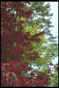 249031 Japanese Maple A4 Photo Print