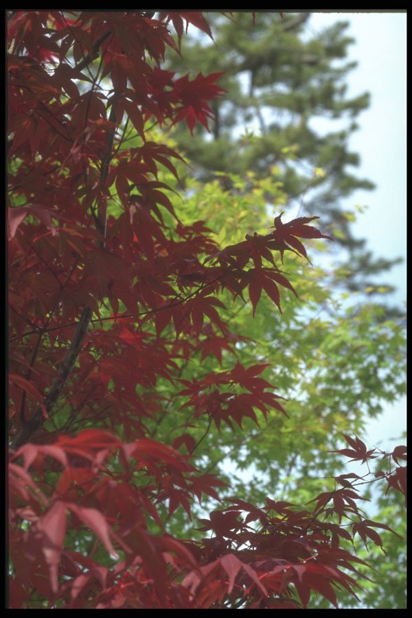 249031 Japanese Maple A4 Photo Print