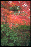 249032 Color Contrast A4 Photo Print