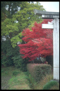 249036 Shrine Entrance, Nara Prefecture A4 Photo Print