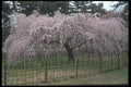 249041 Cherry Blossoms, Imperial Palace, Kyoto A4 Photo Print