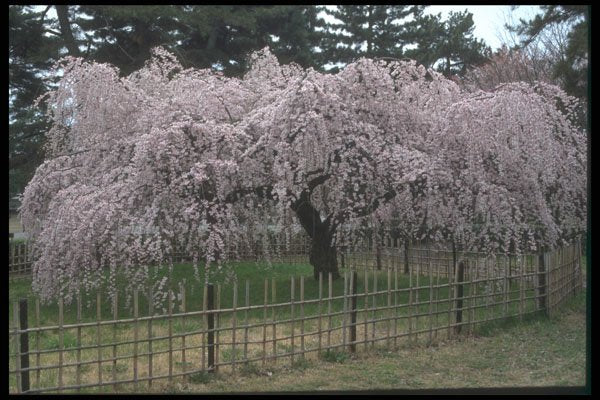 249041 Cherry Blossoms, Imperial Palace, Kyoto A4 Photo Print