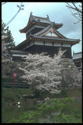 249042 Koriyama Castle, Nara Prefecture A4 Photo Print