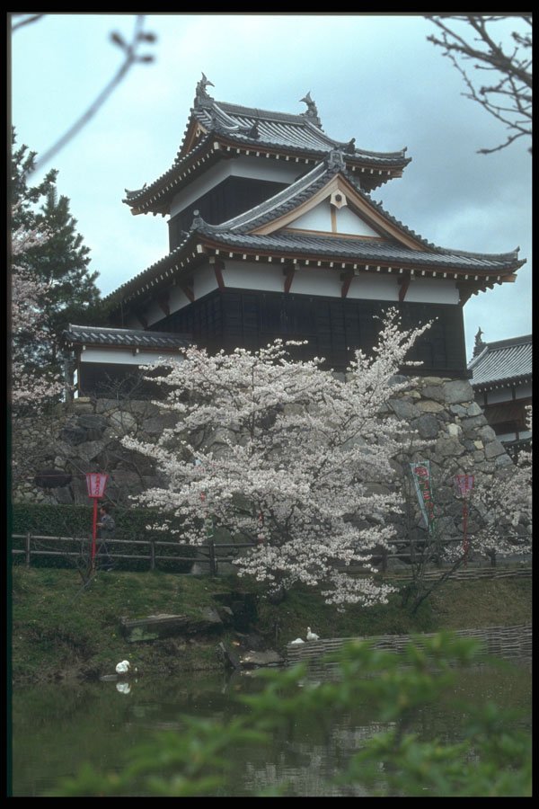 249042 Koriyama Castle, Nara Prefecture A4 Photo Print
