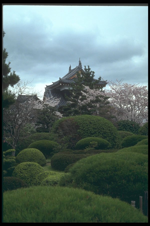 249045 A Touch Of Spring, Koriyama Castle A4 Photo Print
