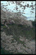 249046 Cherry Blossoms Over The Moat, Koriyama Castle A4 Photo Print