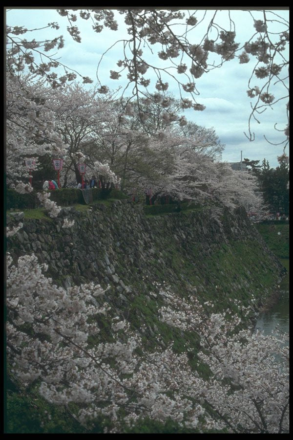249046 Cherry Blossoms Over The Moat, Koriyama Castle A4 Photo Print