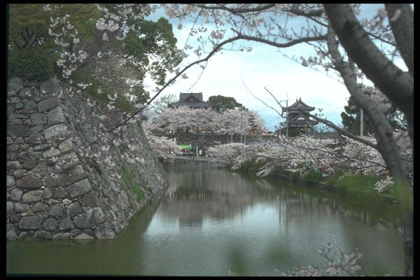 249047 Arrival Of Spring, Koriyama Castle A4 Photo Print