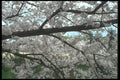 249048 Branch Of A Cherry Tree A4 Photo Print