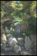 249054 Rock Garden On A Hillside, Nara Prefecture A4 Photo Print