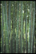 249062 Bamboo Forest, Kyoto A4 Photo Print