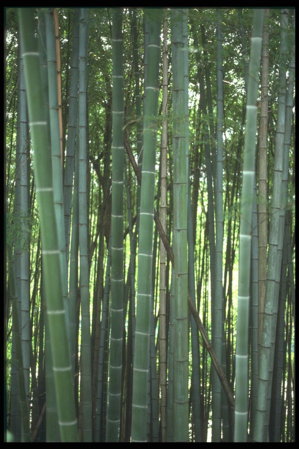 249062 Bamboo Forest, Kyoto A4 Photo Print