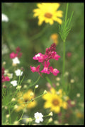 249063 Wildflowers, Nara Prefecture A4 Photo Print